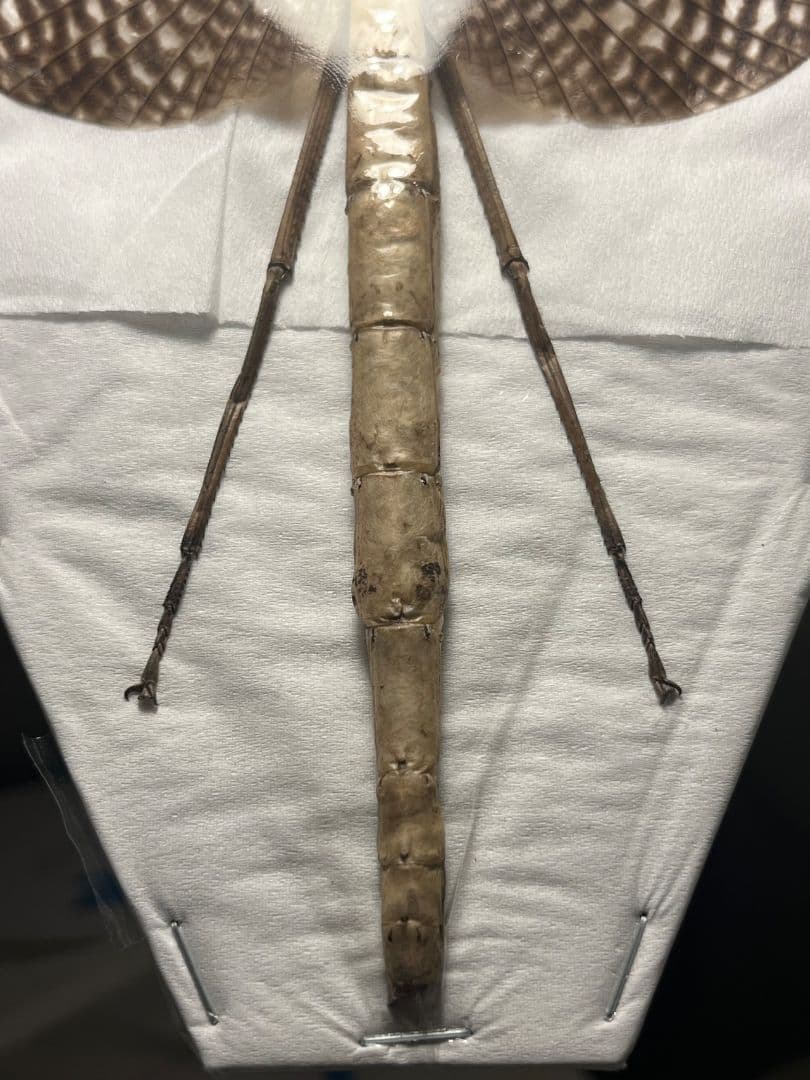 【極美】ブルナナフシ250mm程 コノハムシカマキリマンティス昆虫標本