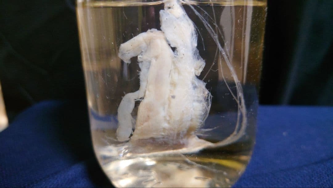 【激レア】リュウグウノツカイ（Regalecus glesne）エタノール標本