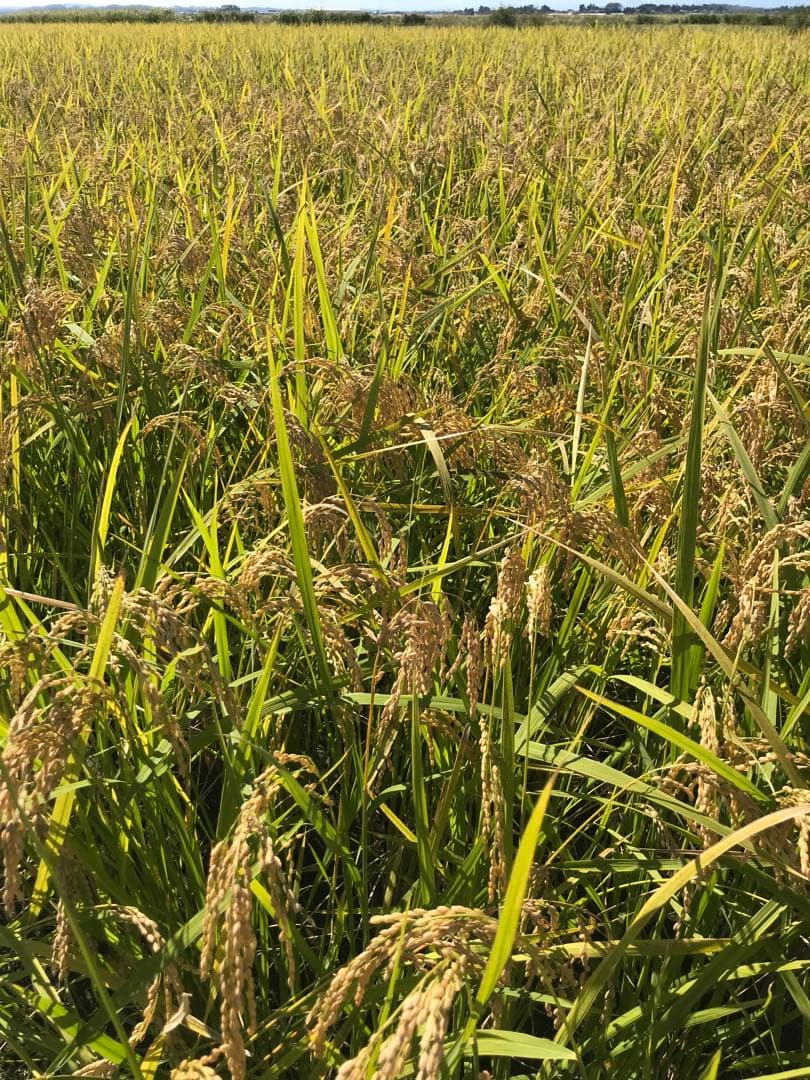 イセヒカリ　玄米10キロ　農薬不使用・肥料不使用　自然栽培米