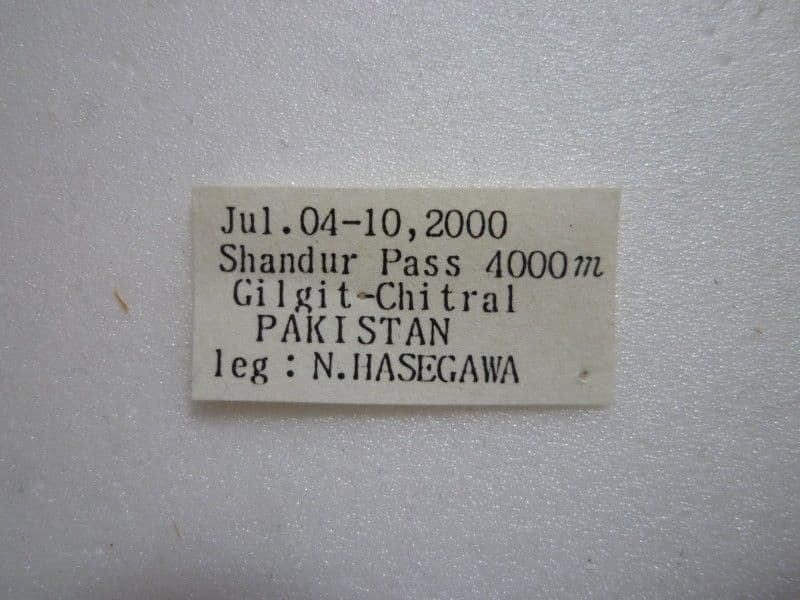 【外国産蝶標本】チャールトンウスバ♂/パキスタン産/64mm