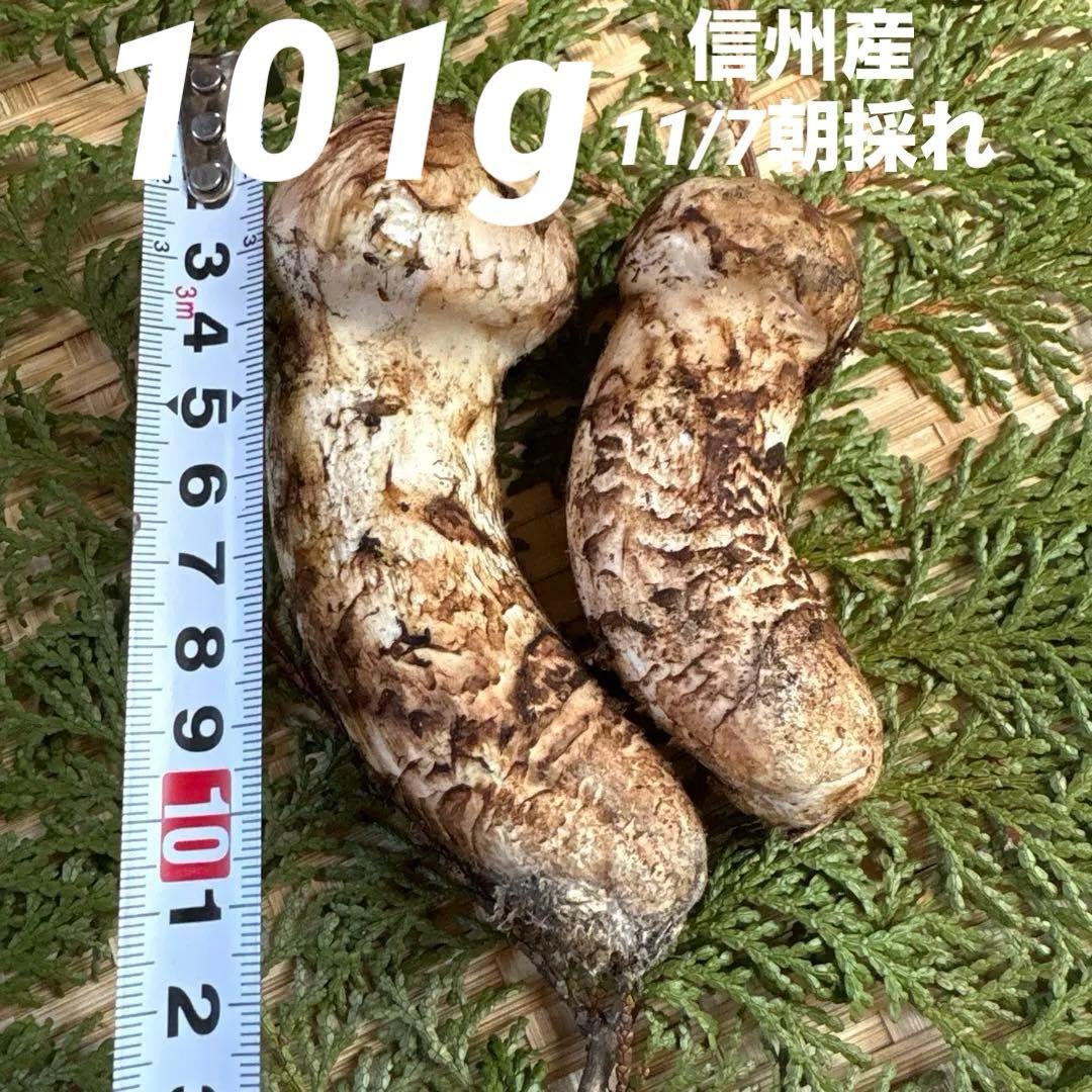 長野県南信州産‼️松茸 2本セット 101g 11/7朝採れ