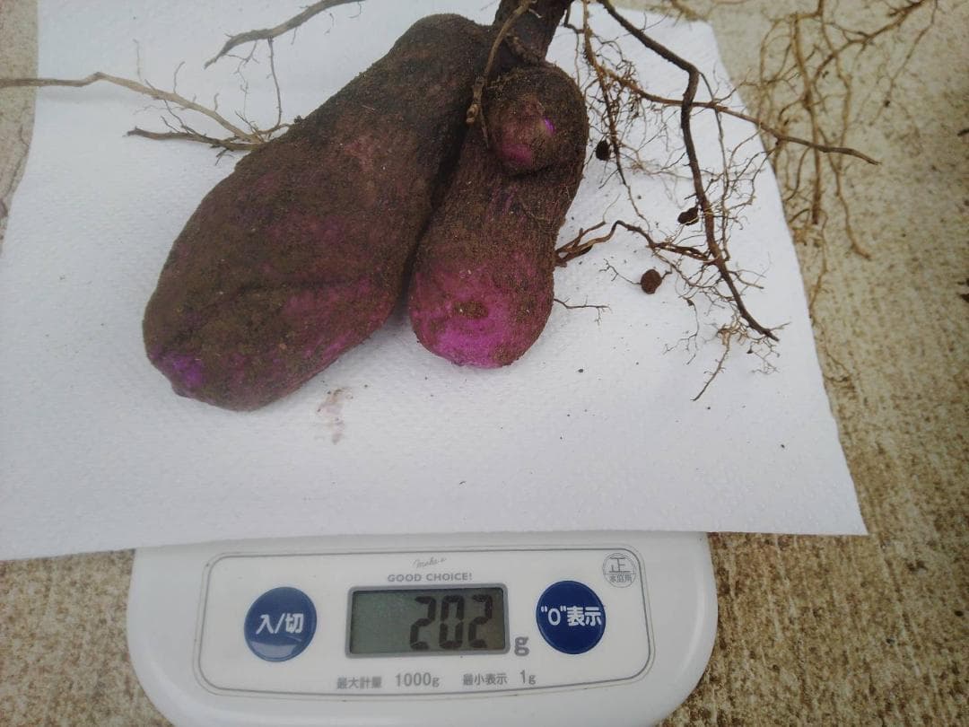 紫山芋【旬の味覚】約10Kg(梱包材込)を9,000円で特別販売!