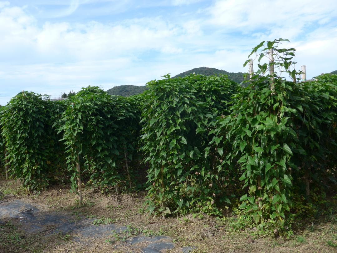 紫山芋【旬の味覚】約10Kg(梱包材込)を9,000円で特別販売!
