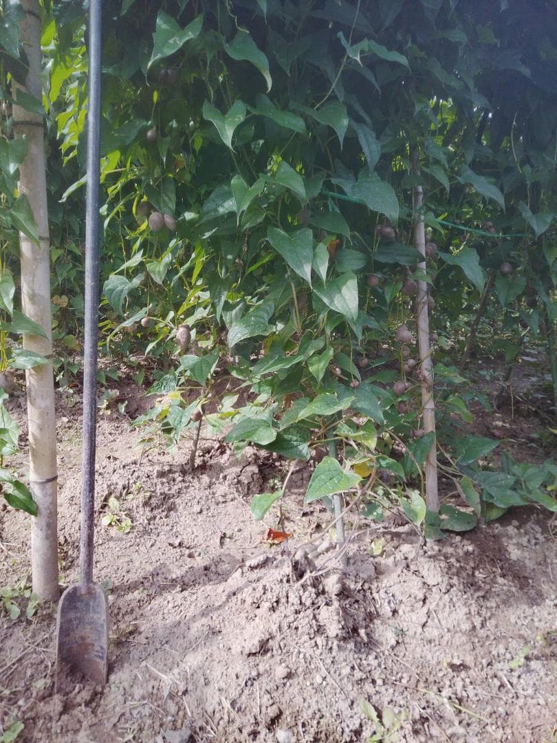 紫山芋【旬の味覚】約10Kg(梱包材込)を9,000円で特別販売!