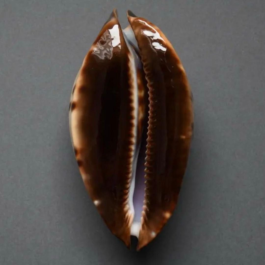 サラメガクロガネダカラ【貝殻・タカラガイ】