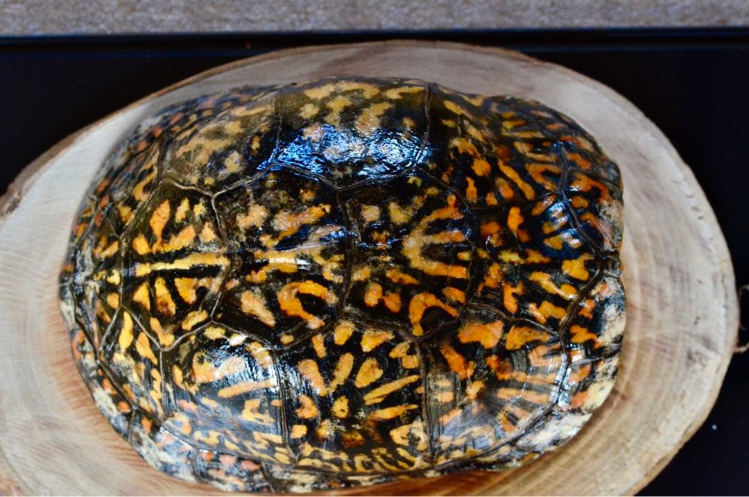 トウブハコガメ骨格標本　甲羅　フルアダルト極美　剥製　爬虫類