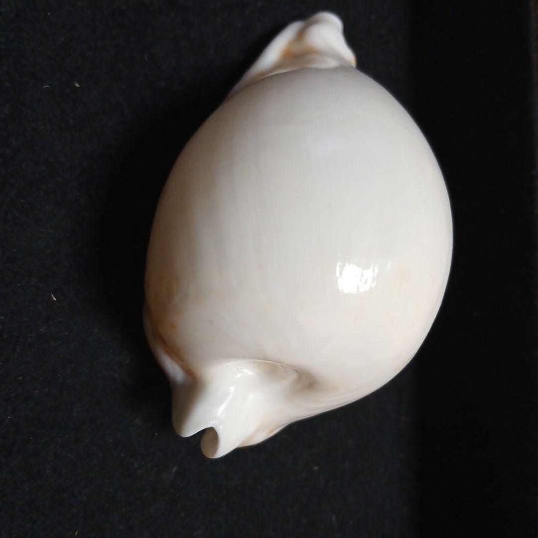 貝殻　タカラガイ約9.8cm