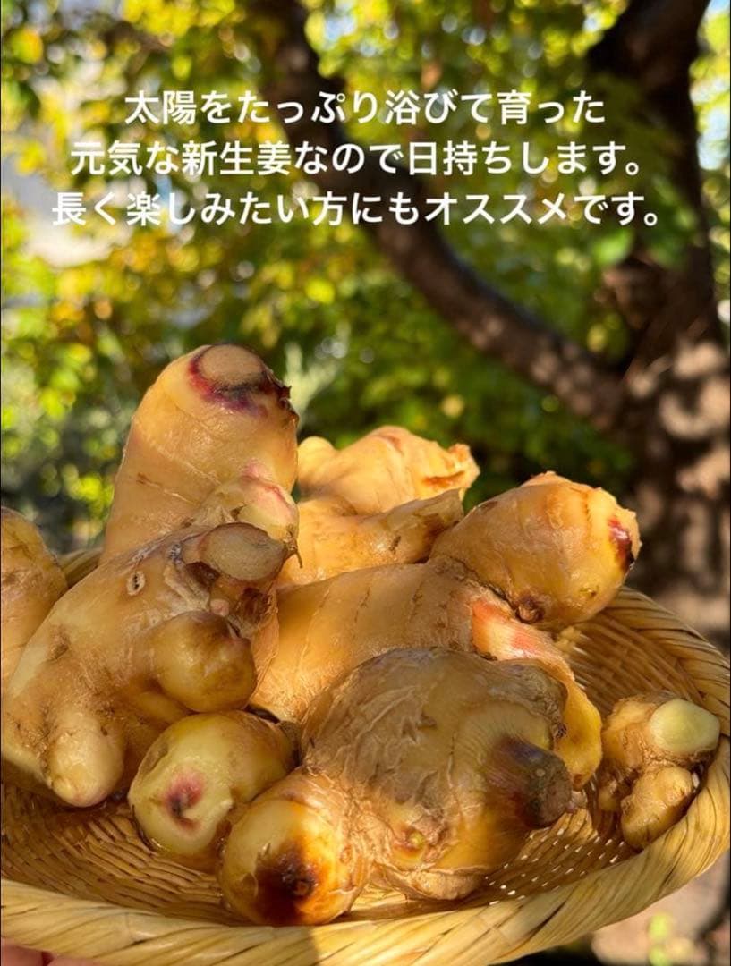 【農薬不使用】新生姜 【露地栽培】24時間以内発送 掘りたて 生姜 無農薬