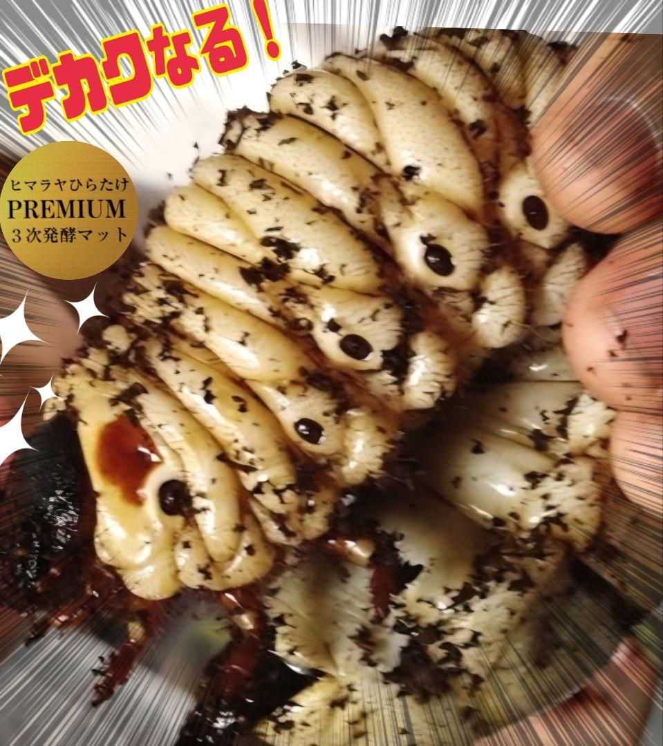 極上品！ヘラクレス181リミ羽化！プレミアム3次発酵カブトムシマット【100L】