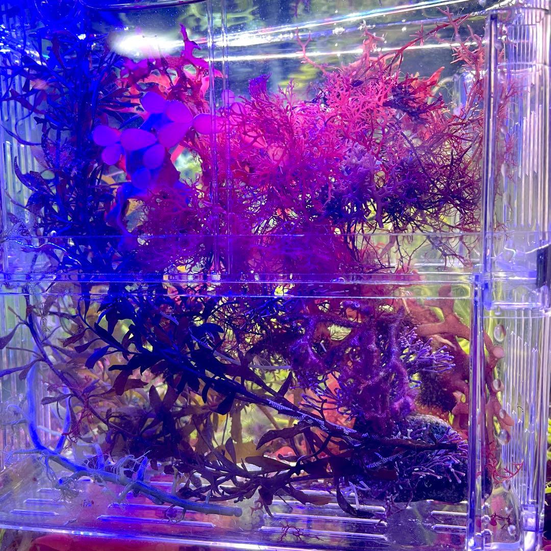 【匿名・宅急便】　赤色海藻詰め合わせ②　紅藻　+ 褐藻　緑藻