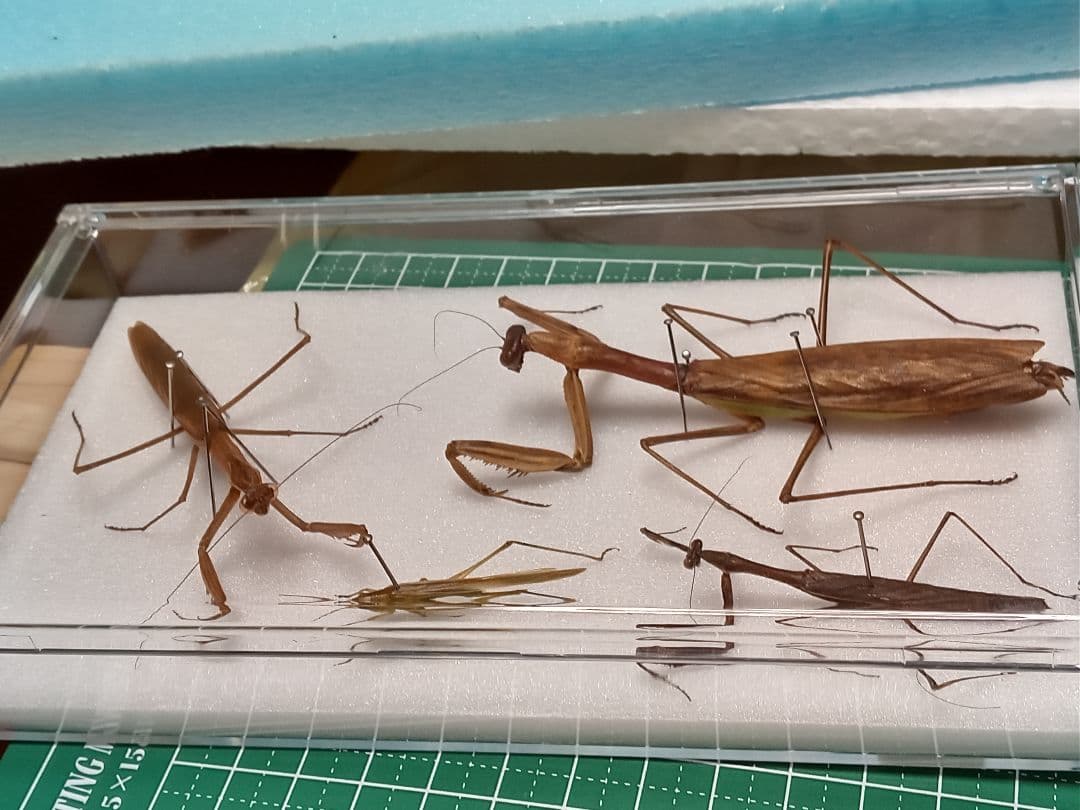 専用。4点まとめ買い商品。