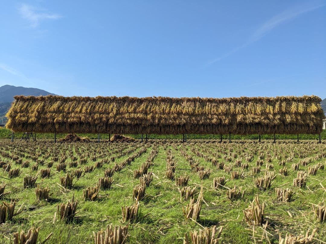 こだわりの餅米（もち米）玄米10kg [天日干し・無農薬・有機肥料・籾保存]_1