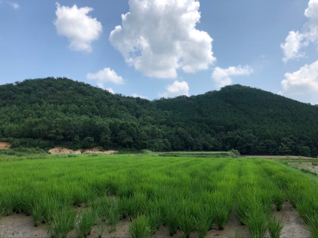 Natural farming 自然栽培玄米 長岡式酵素玄米 食養ご飯 自然療法