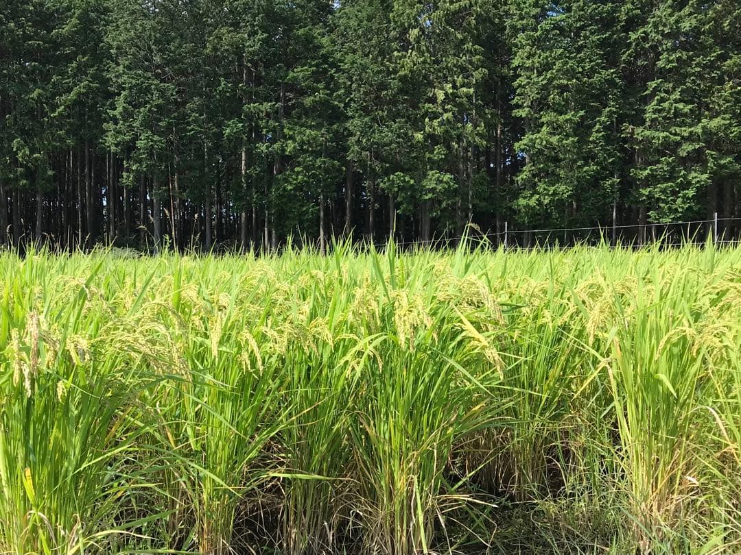 Natural farming 自然栽培玄米 長岡式酵素玄米 食養ご飯 自然療法
