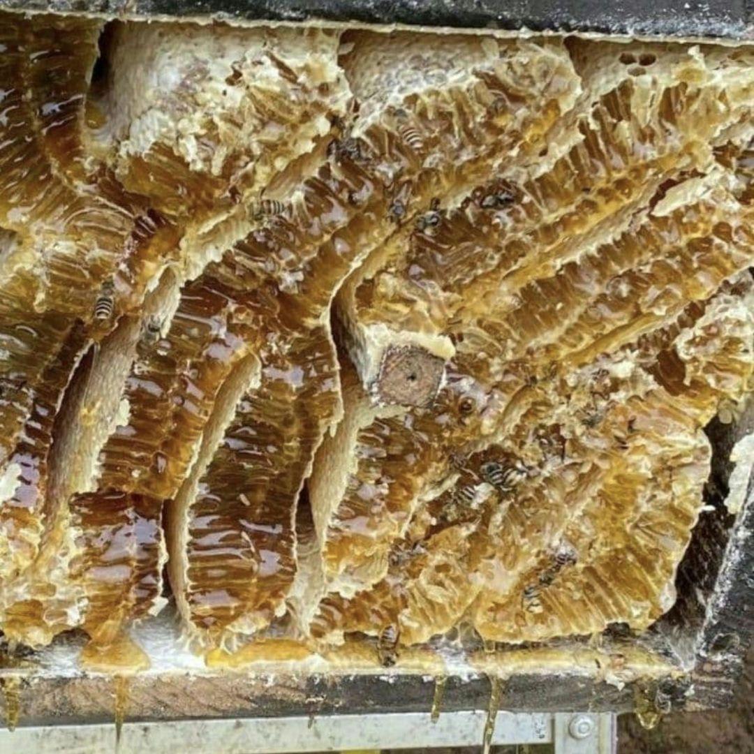 ご希望の蜂蜜セット