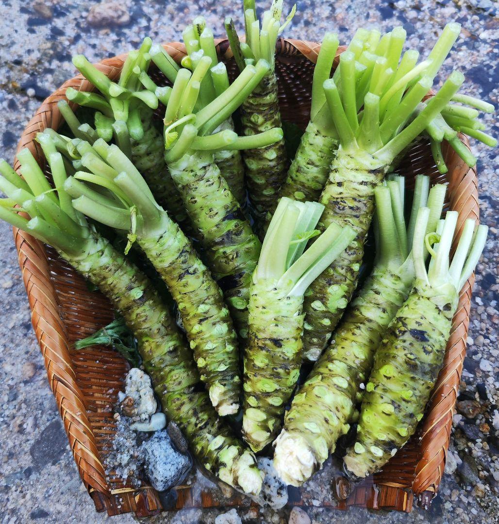 【別注】1.5kg 安曇野産 生わさび わさび 茎付きわさび