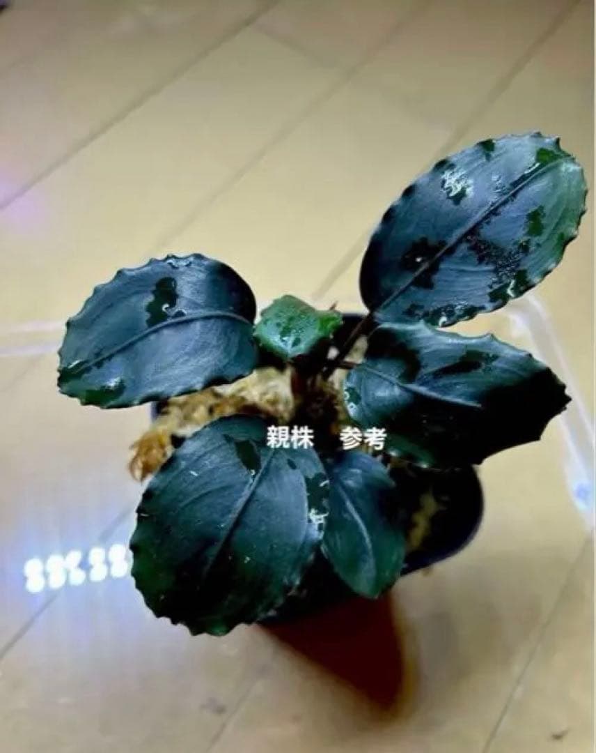 ブセファランドラ Bucephalandra sp.Mukok Black