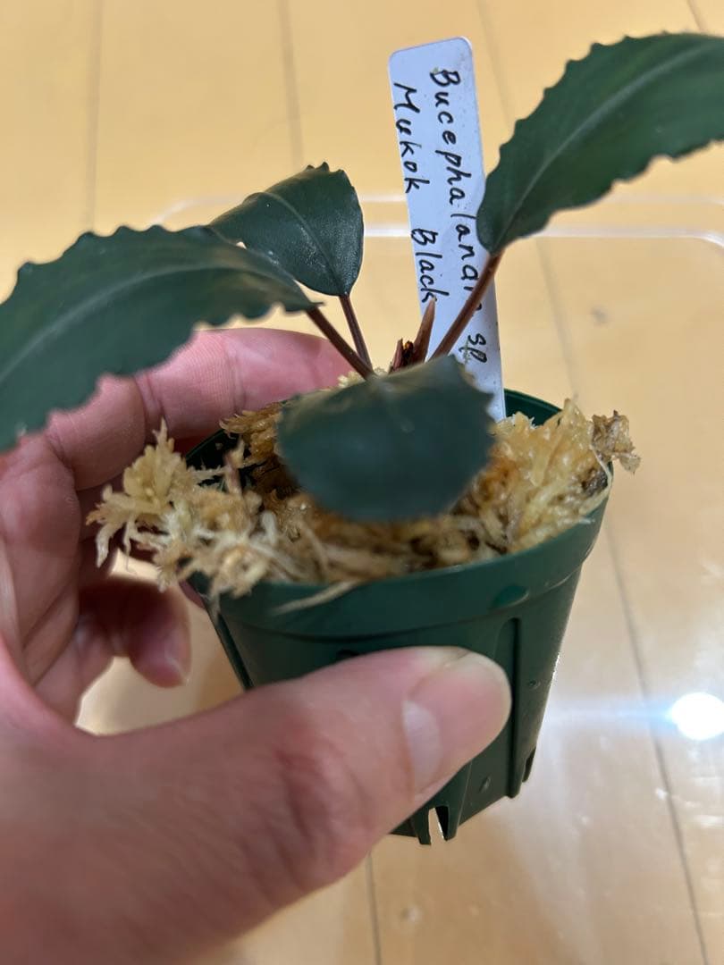ブセファランドラ Bucephalandra sp.Mukok Black