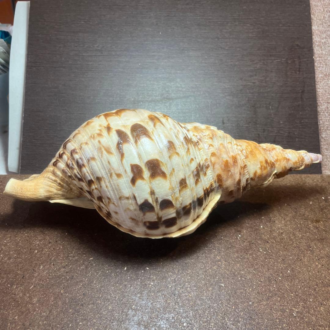 激レア　長崎県産　法螺貝　ホラガイ