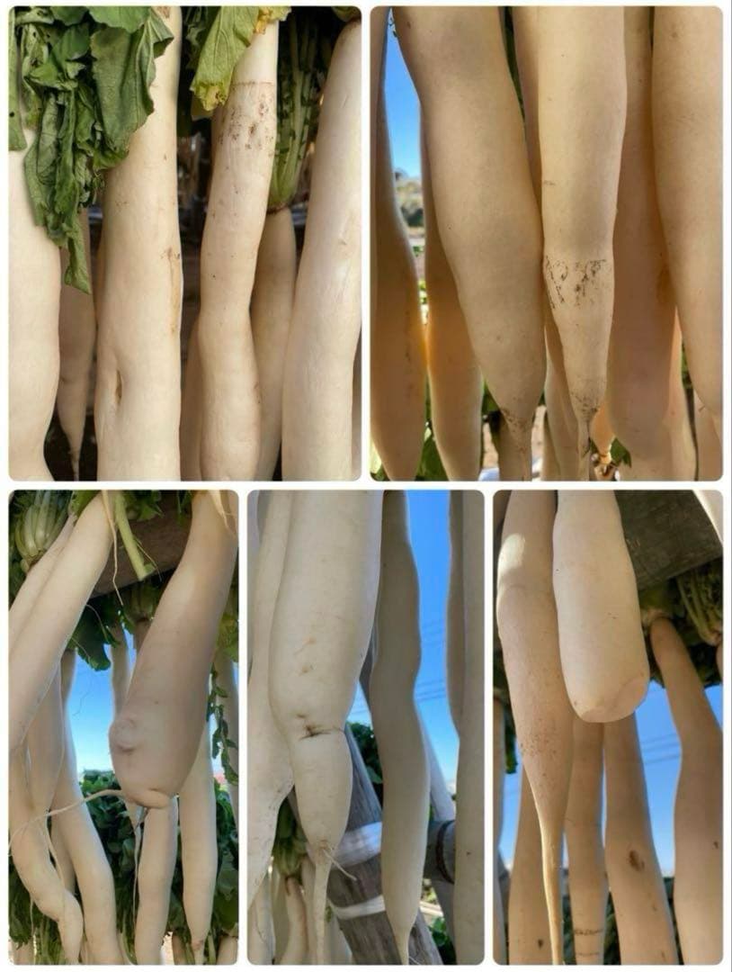 宮崎県産　干し大根　大根　箱込み20kg