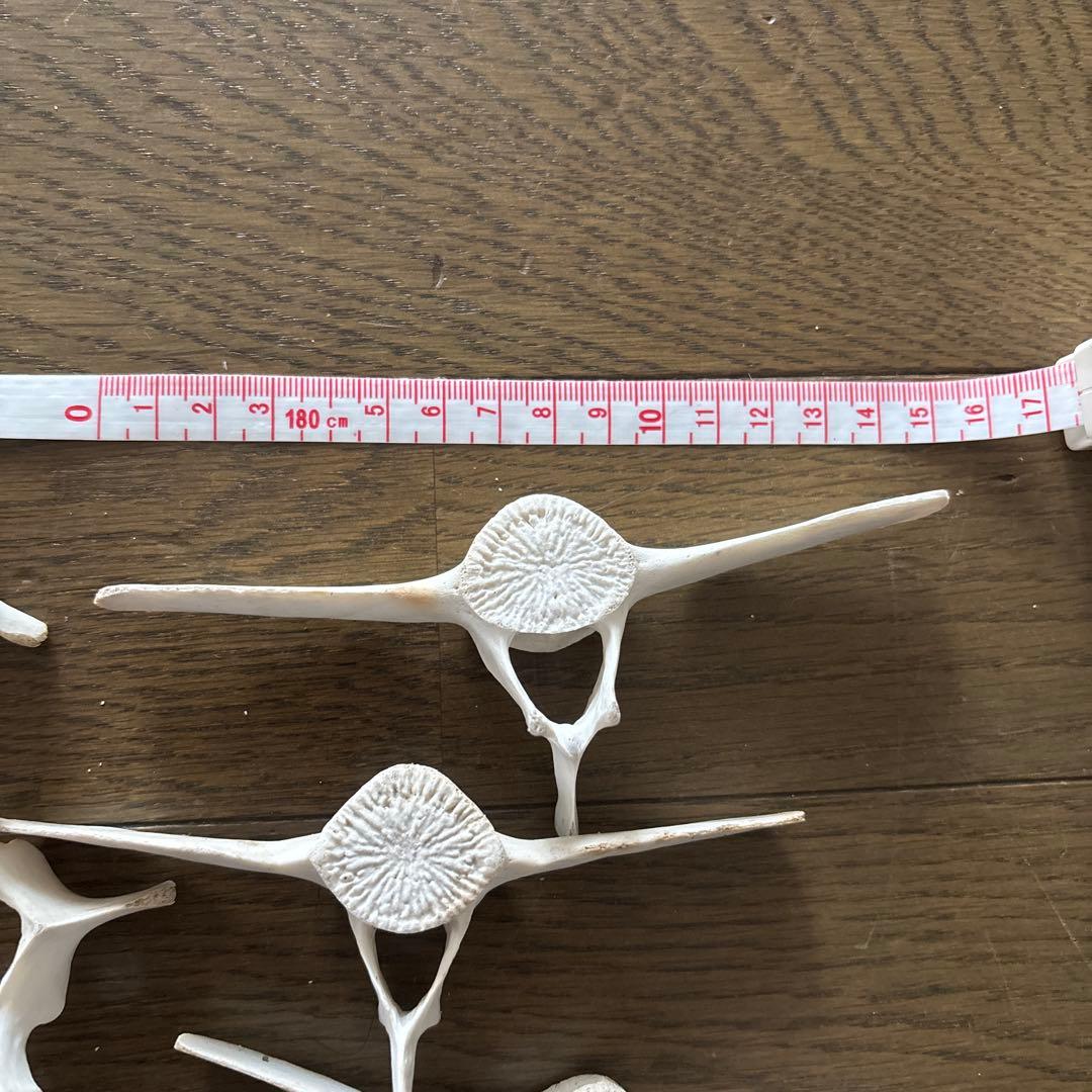 【希少】値下げ！イルカ　スナメリ10本セット　背骨　椎骨　標本　骨格標本