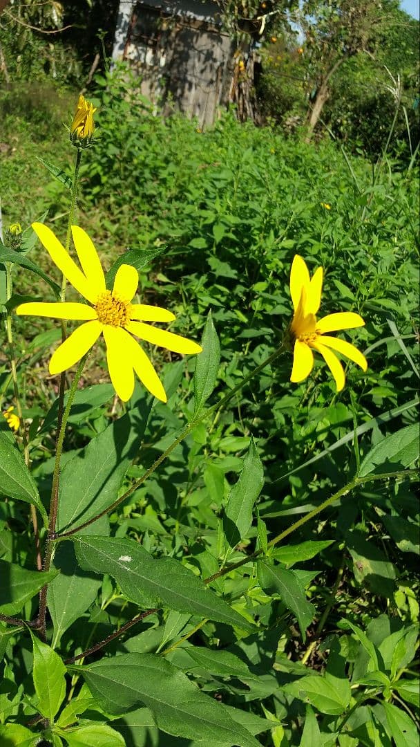 国産天然はちみつ　ニホンミツバチの百花蜜　1150グラム 2本