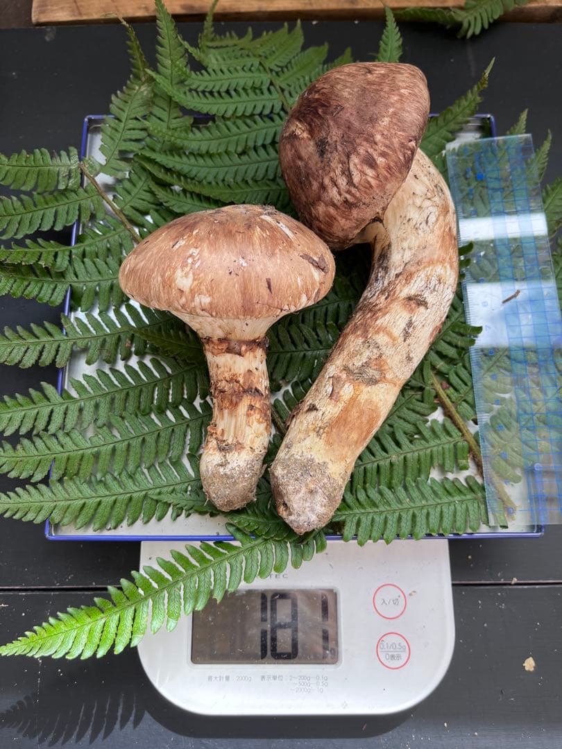 信州上伊那産　松茸　④ 181g