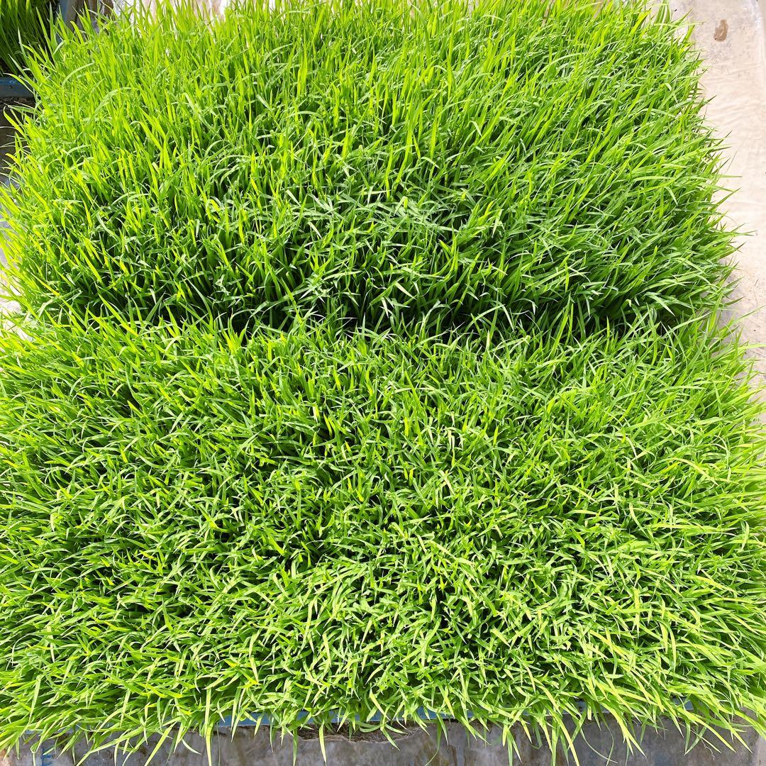 熊本県産　くまさんの輝き　令和7年産　30キロ　送料込　米　農家直送　玄米