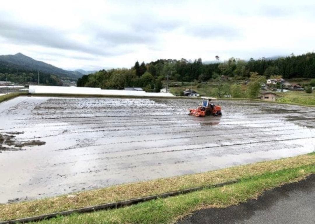 令和7年度産　山口県産（新米）30kg恋の予感　白米/玄米　農家直送　送料無料