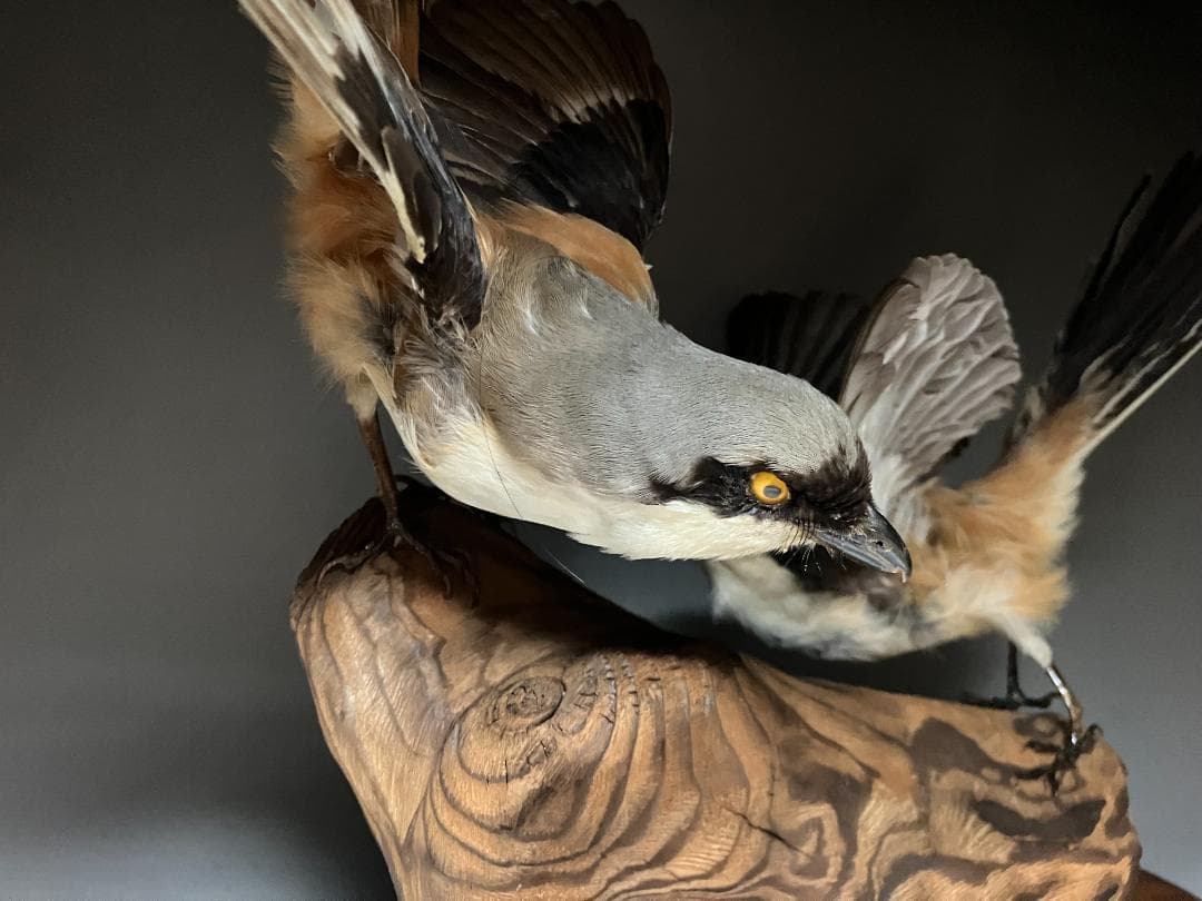 もずの剥製：種の保存法に該当しない鳥