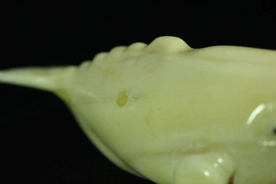 抹香鯨 歯 細密 彫刻 鯨 置物 根付 台付(K-A995)