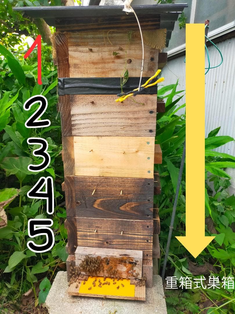 【おまけ付き！】国産ニホンミツバチの百花蜜 400g×2本 純粋はちみつ