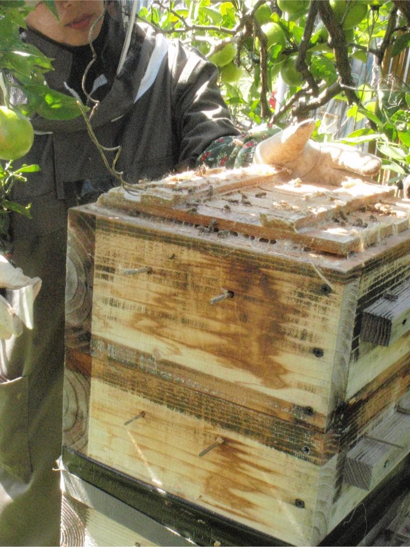 【おまけ付き！】国産ニホンミツバチの百花蜜 400g×2本 純粋はちみつ