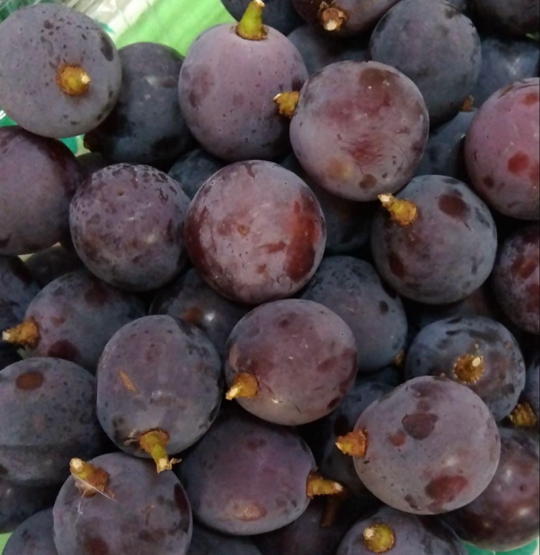 kukka　岡山ピオーネつぶ2キロ×２箱＆黄金桃家庭用2キロ