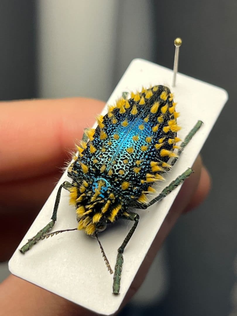 【極美展足】ムラサキケブカフトタマムシ スハンダエ プラチナコガネコブハムシ標本