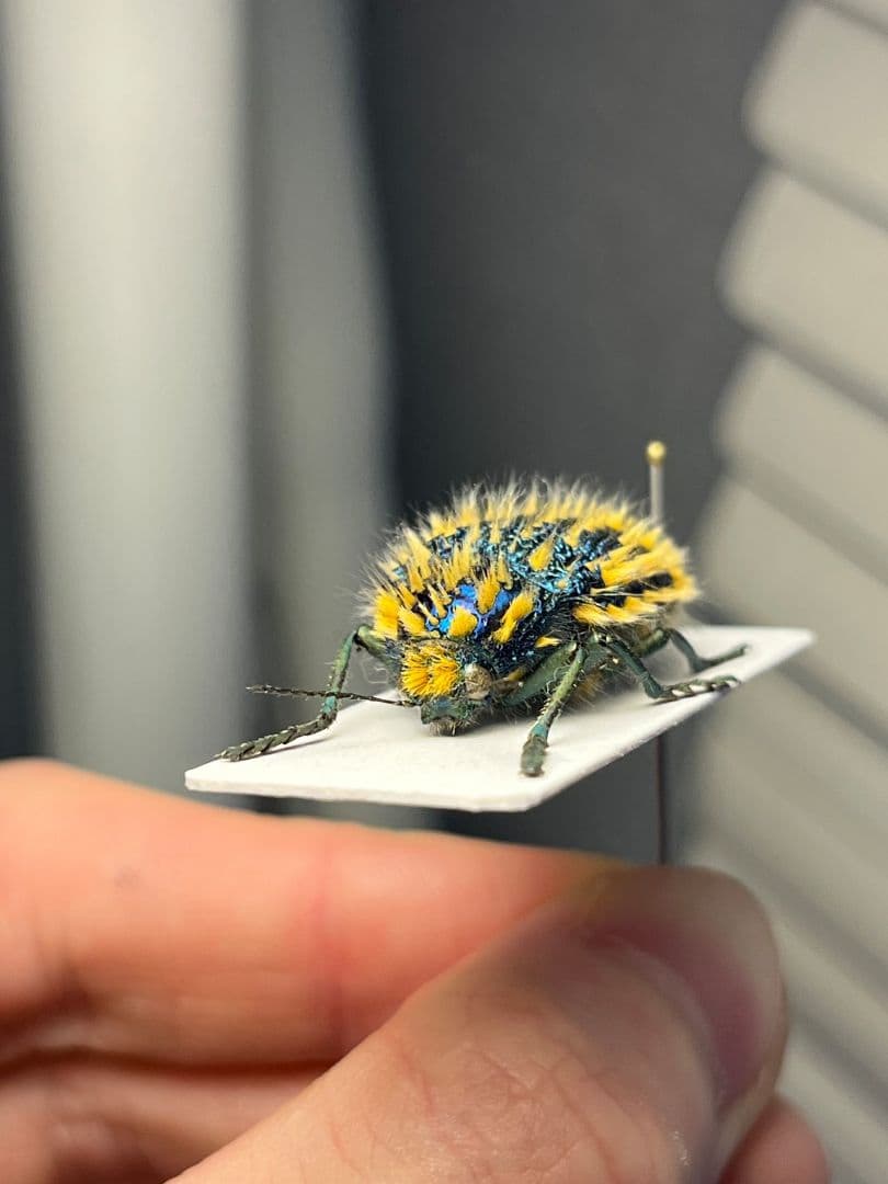 【極美展足】ムラサキケブカフトタマムシ スハンダエ プラチナコガネコブハムシ標本