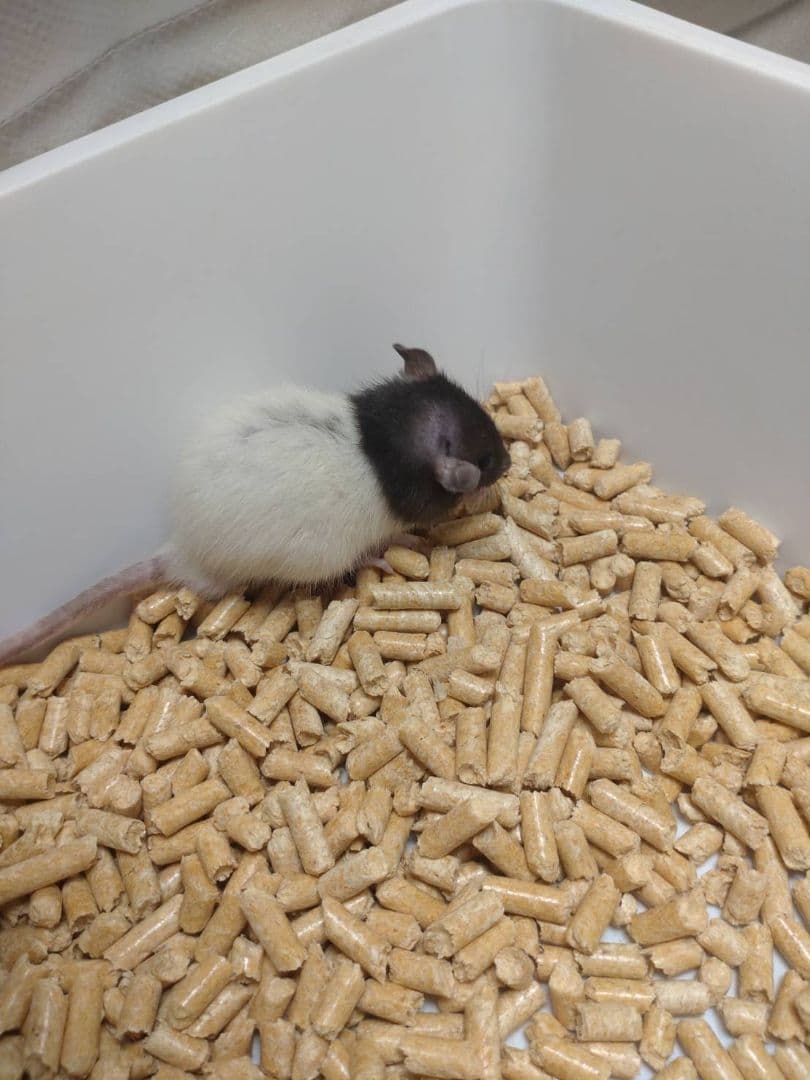 冷凍ラット 70~85g 30匹セット