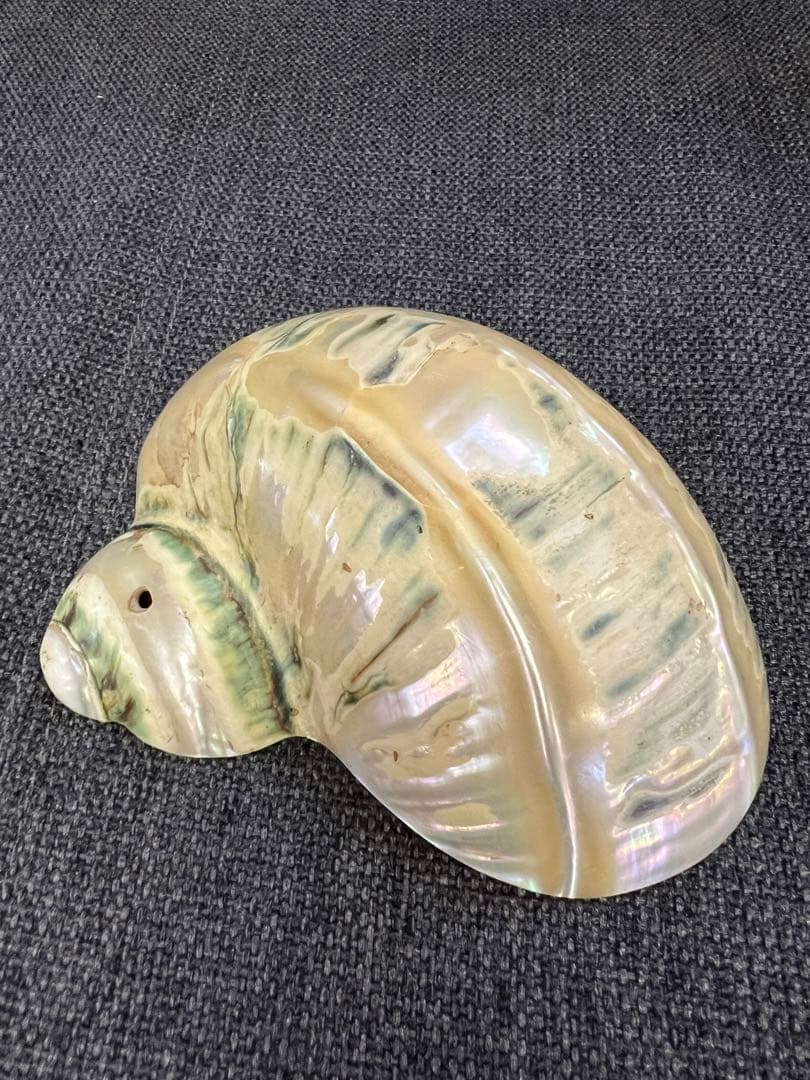 骨董品　天保期 木箱入り 貝殻5点セット 南京貝 男女貝 江戸期