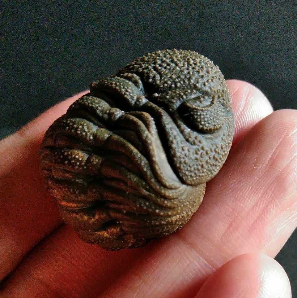 Ｍｏｒｏｃｏｐｓ ｆｏｒｔｅｙｉ