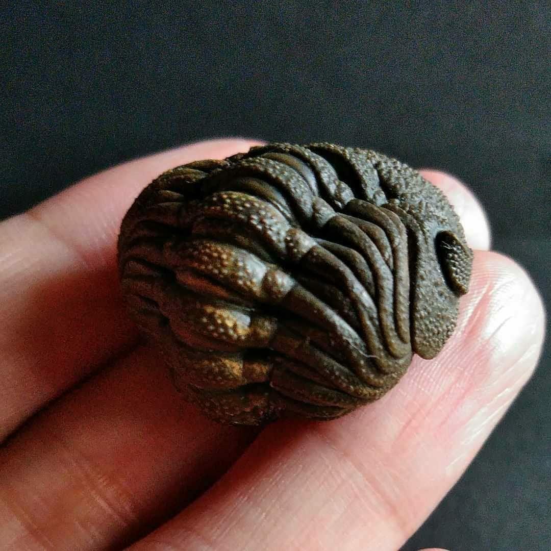 Ｍｏｒｏｃｏｐｓ ｆｏｒｔｅｙｉ