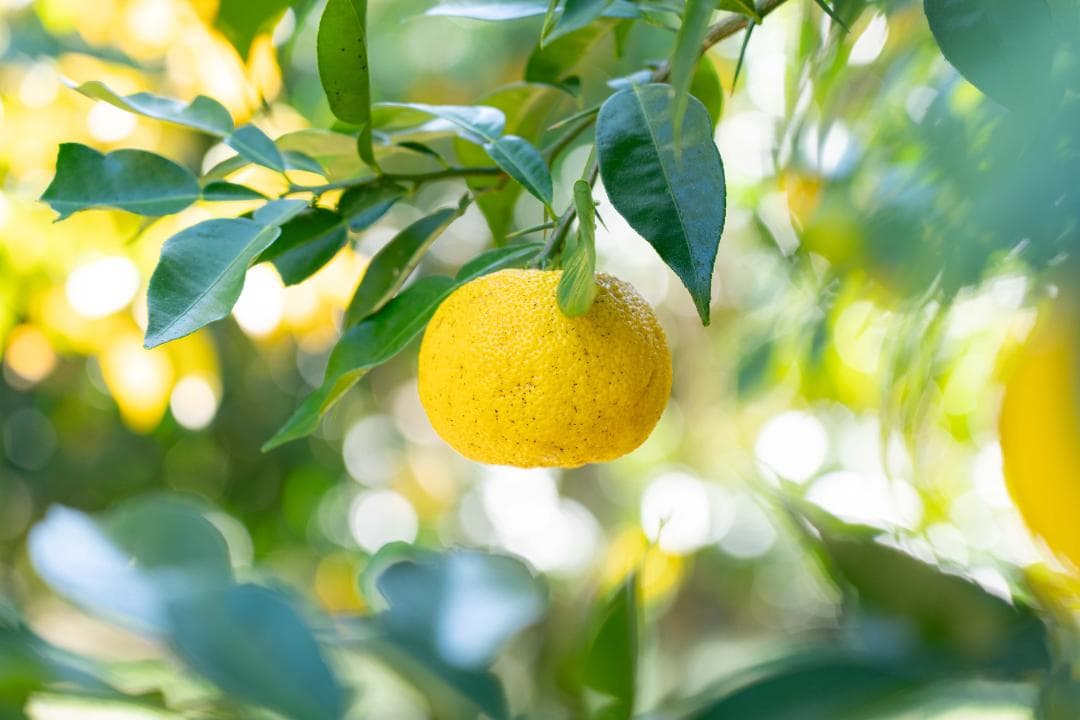 rugosa高知県産本柚子約20kg　農薬：栽培期間中不使用