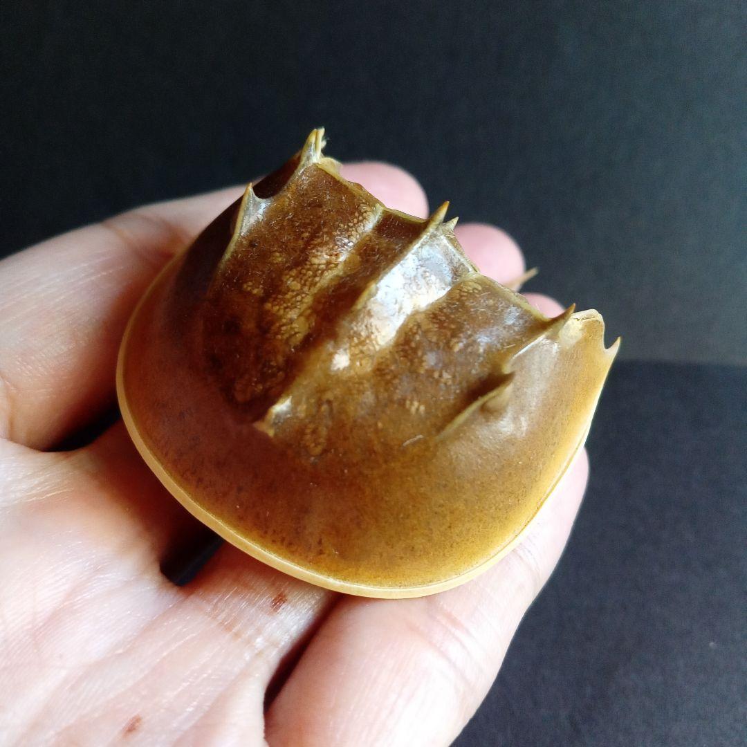 骨格標本　カブトガニ　「生きた化石」　三葉虫