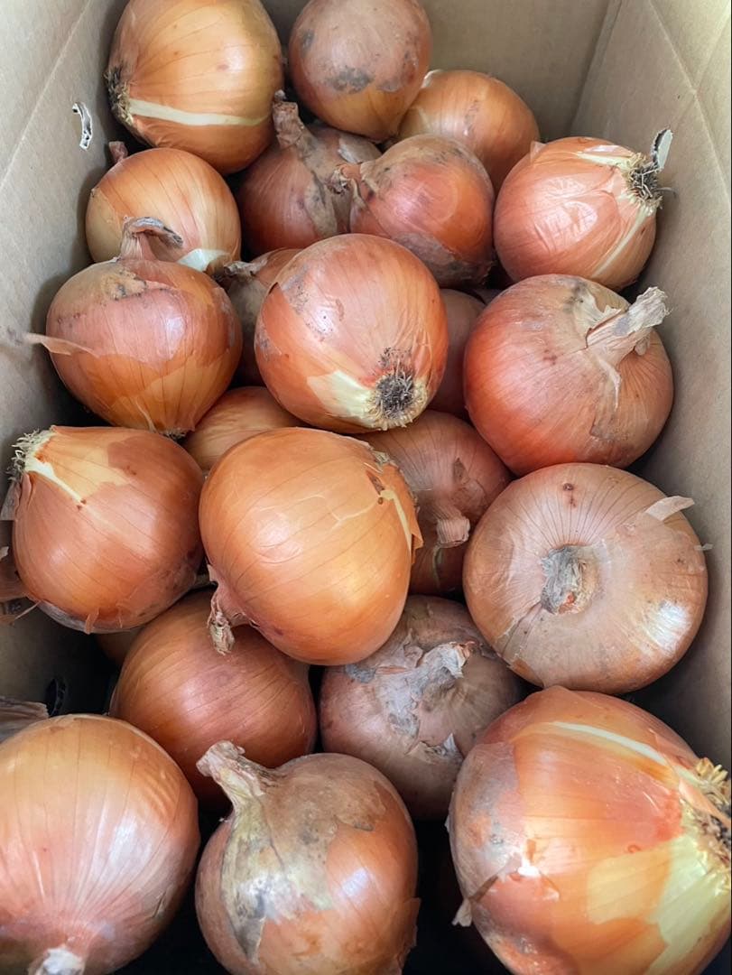 yupira！！淡路島産玉ねぎ、皮向け20kg混合