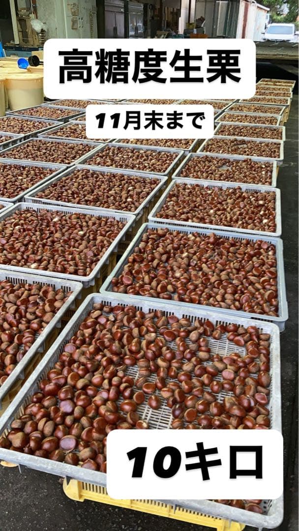 高糖度　銀寄栗10kg 即購入◯