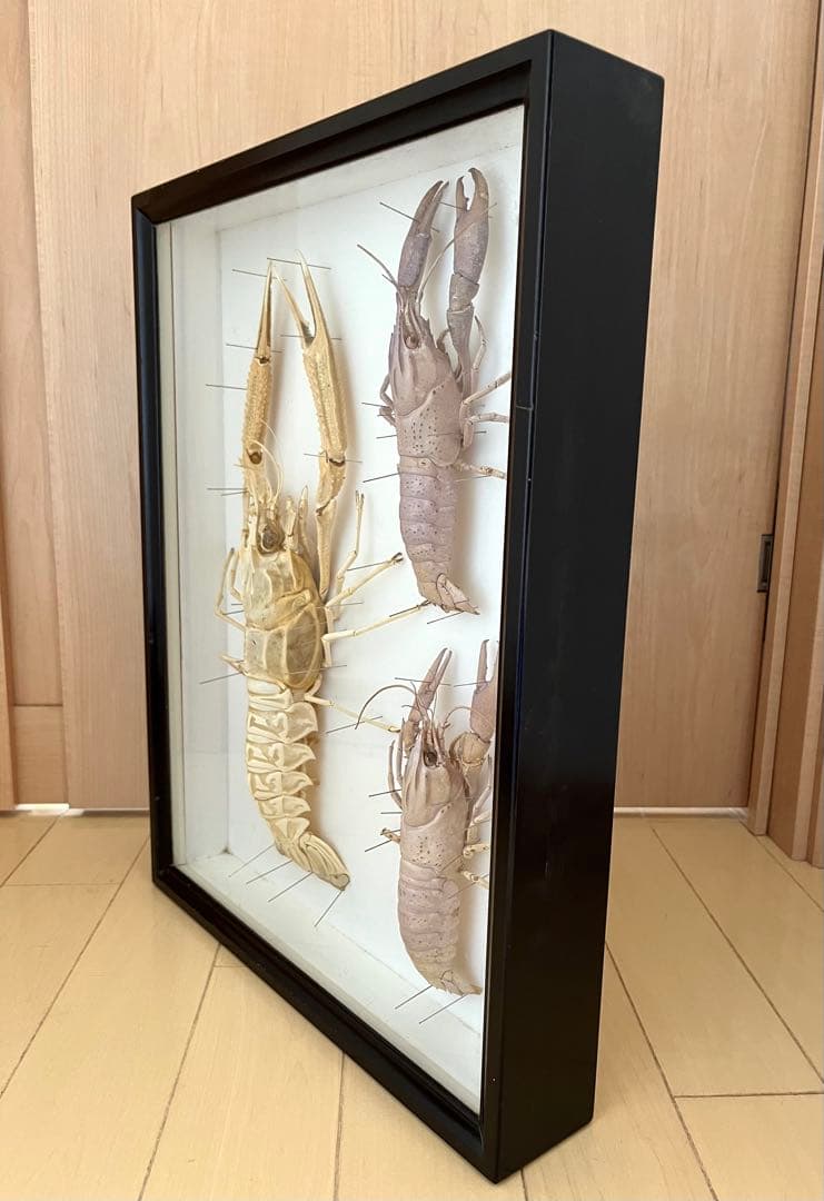大アカザエビ　ウチダザリガニ 標本3体　ドイツ箱入り