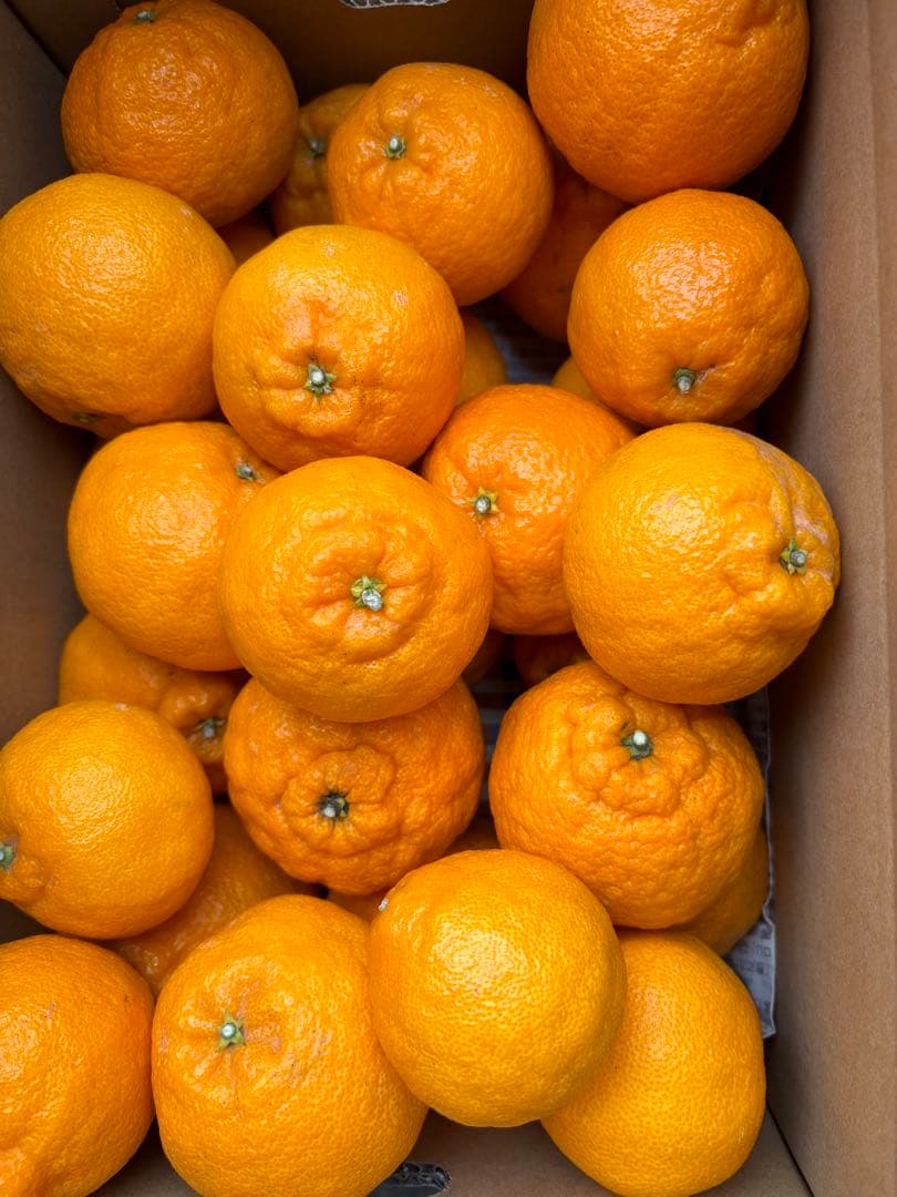 ■【味に自信あり】5k＋10k■愛媛の不知火■家庭用■除草剤使用無 万田酵素散布