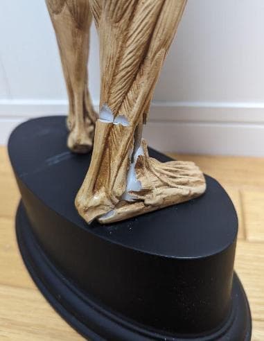 KATAGIRIアナトミーフィギュア［ベージュペイント版］片桐裕司