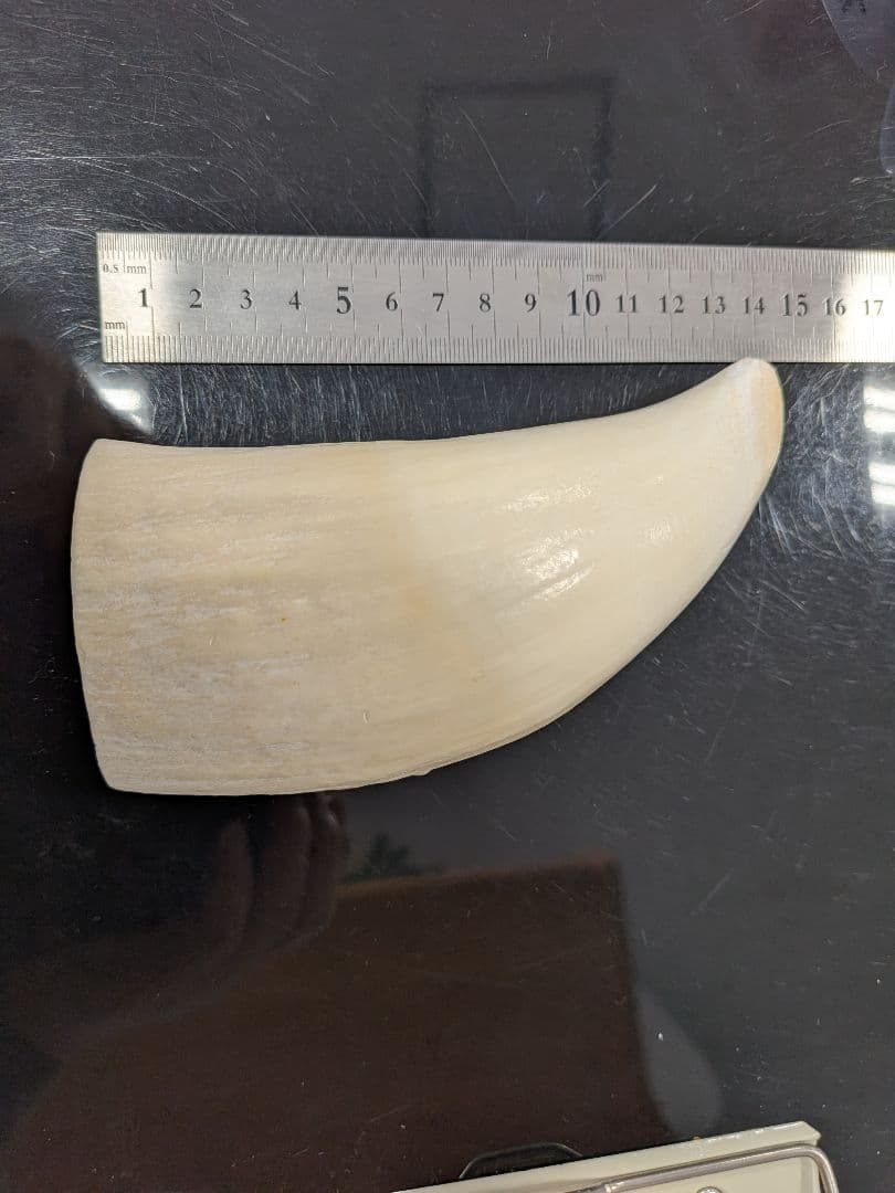 マッコウ鯨歯　本物磨き済み！美品