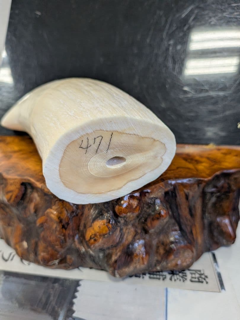 マッコウ鯨歯　本物磨き済み！美品