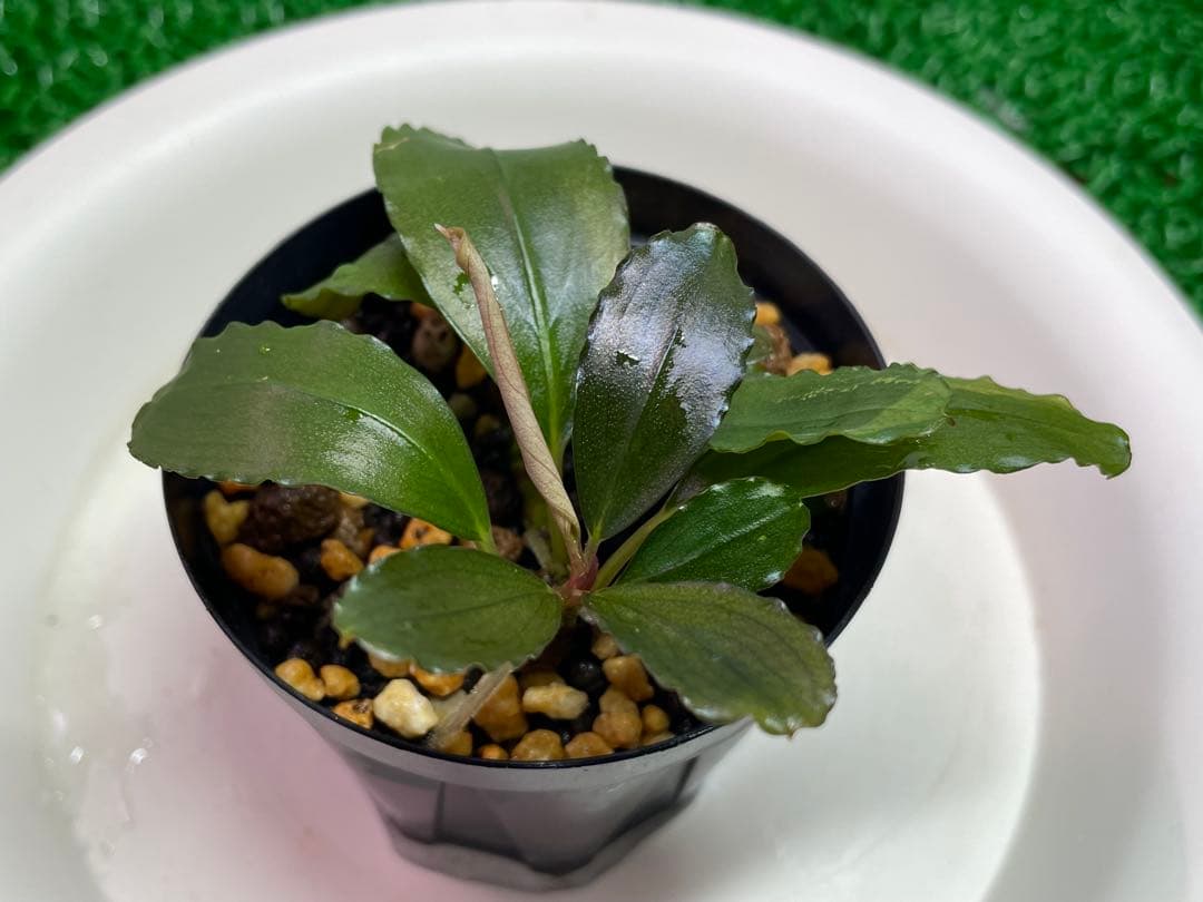 【TB便　2種セット】\"Balai Karangan\"& \"Posuk\"